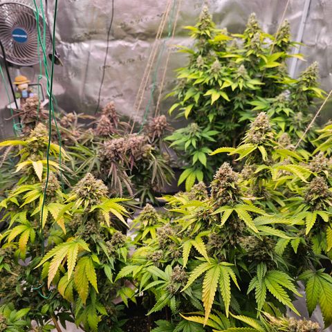 BUZZ growlog timeline photo