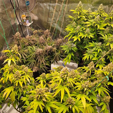BUZZ growlog timeline photo