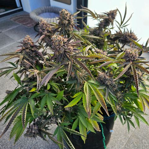 Picasso #2 growlog timeline photo