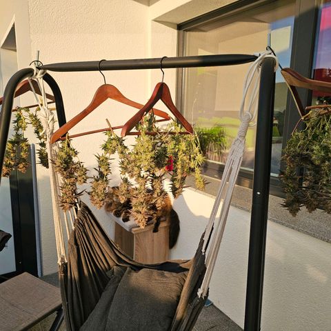 Picasso #2 growlog timeline photo