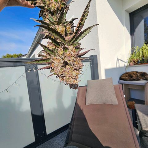 Picasso #2 growlog timeline photo