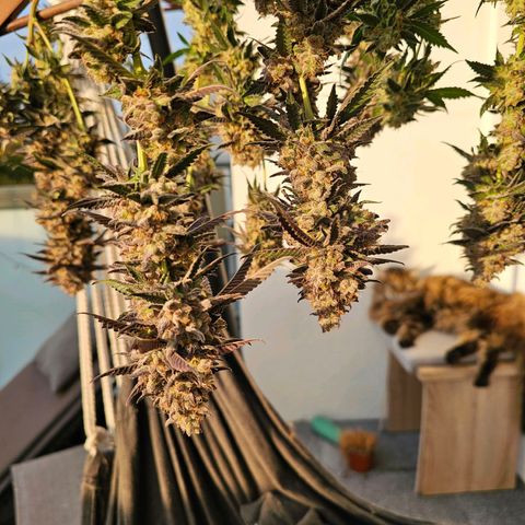 Picasso #2 growlog timeline photo