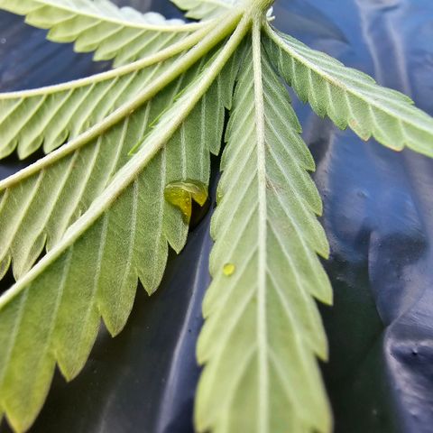 BUZZ growlog timeline photo