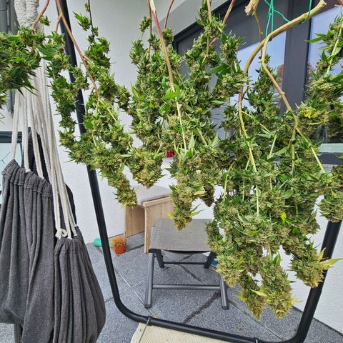 BUZZ growlog photo: Das Gröbste ist ab