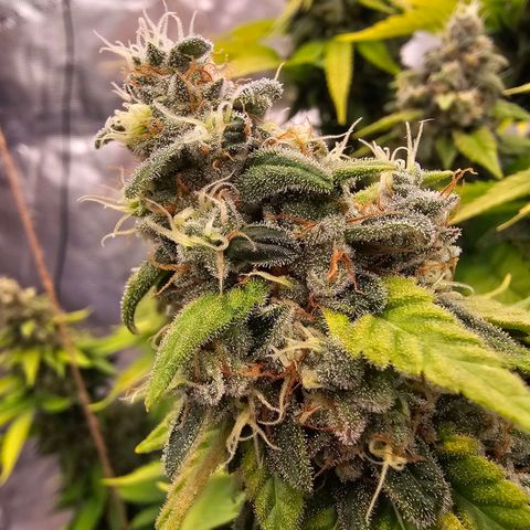 Cherry growlog timeline photo
