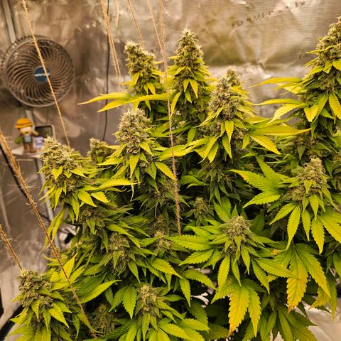 Cherry growlog timeline photo
