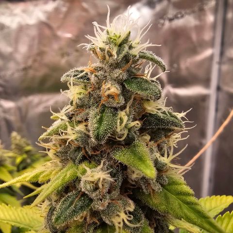 Cherry growlog timeline photo
