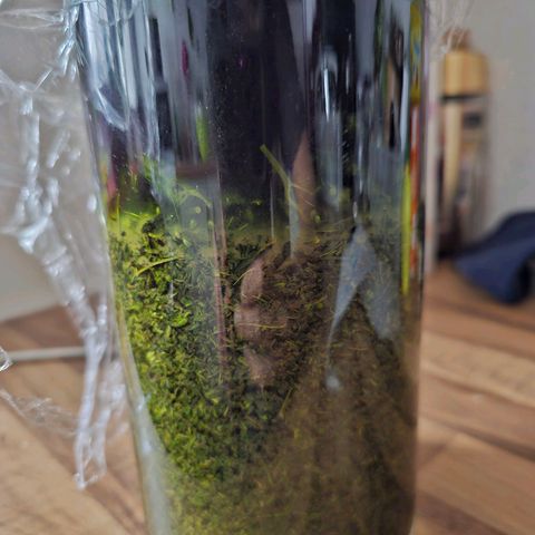 BUZZ growlog photo: Tinktur angesetzt 