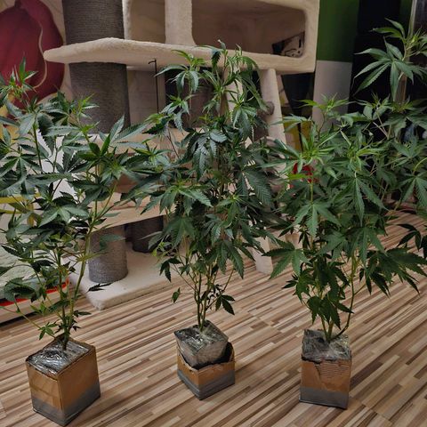ICE growlog photo: 7. Staffelstart