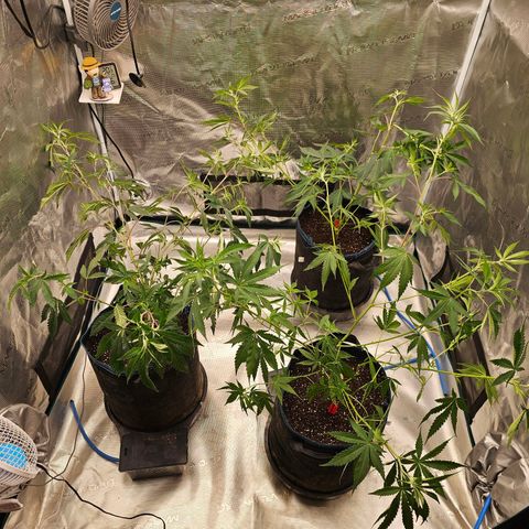 ICE growlog photo: 7. Staffelstart