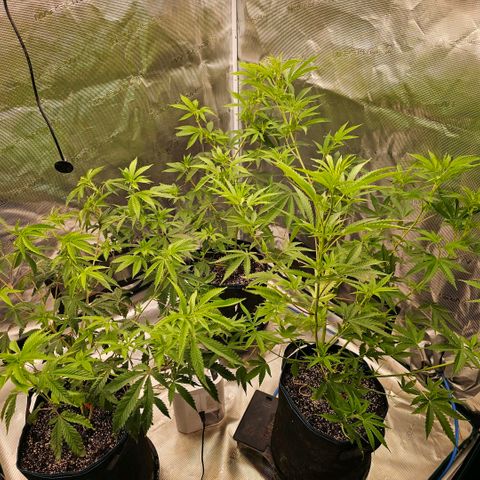 ICE growlog timeline photo