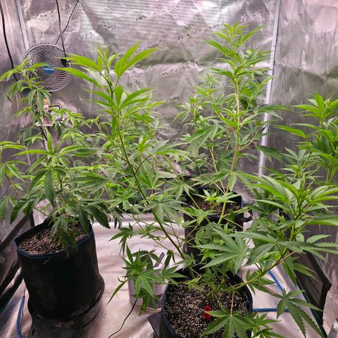 ICE growlog timeline photo