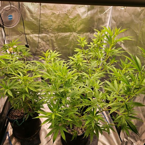 ICE growlog timeline photo