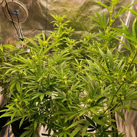 ICE growlog timeline photo