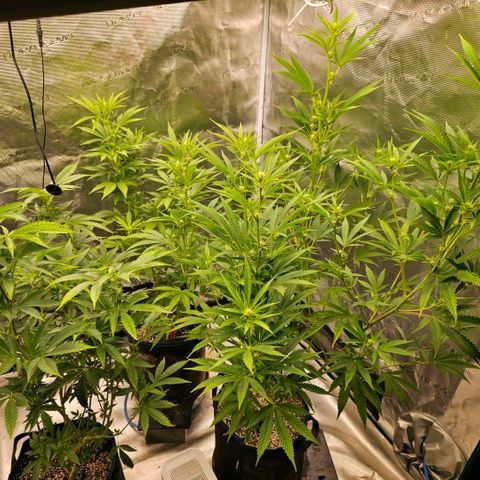 ICE growlog timeline photo