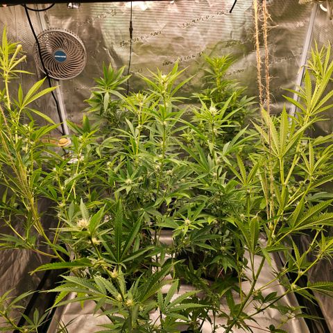 ICE growlog timeline photo