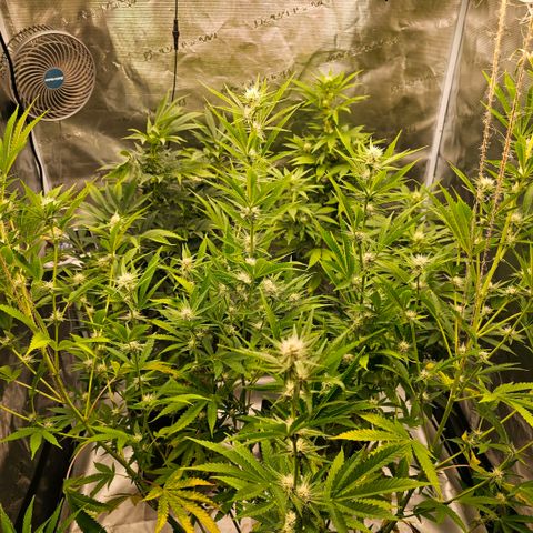 ICE growlog photo: Die Sativa (Haze) spielt den Main Character