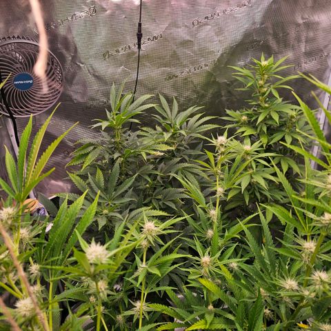 ICE growlog photo: Die Sativa (Haze) spielt den Main Character