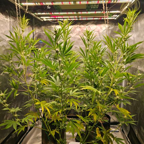 ICE growlog photo: Die Sativa (Haze) spielt den Main Character