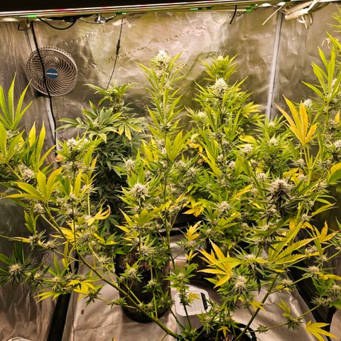ICE growlog timeline photo