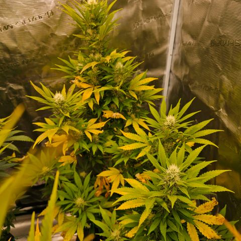ICE growlog timeline photo