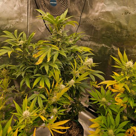 ICE growlog timeline photo