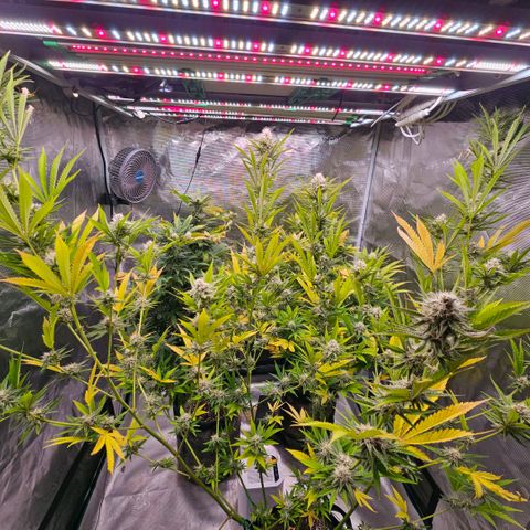 ICE growlog timeline photo