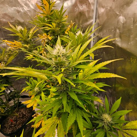 ICE growlog timeline photo