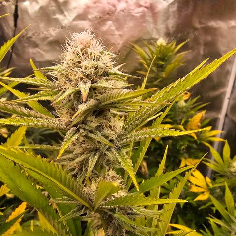ICE growlog timeline photo