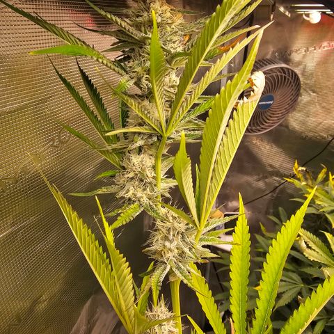 ICE growlog timeline photo