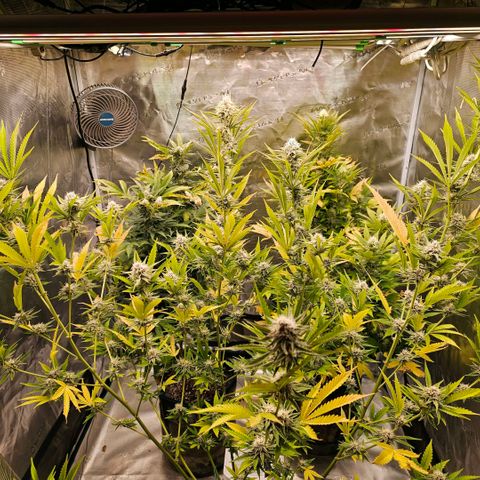 ICE growlog timeline photo