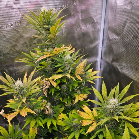 ICE growlog timeline photo