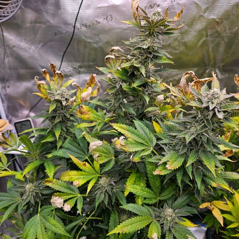 ICE growlog timeline photo