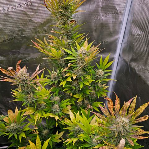 ICE growlog timeline photo