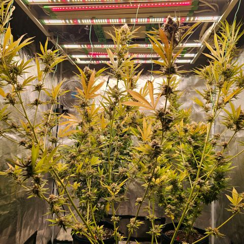 ICE growlog timeline photo
