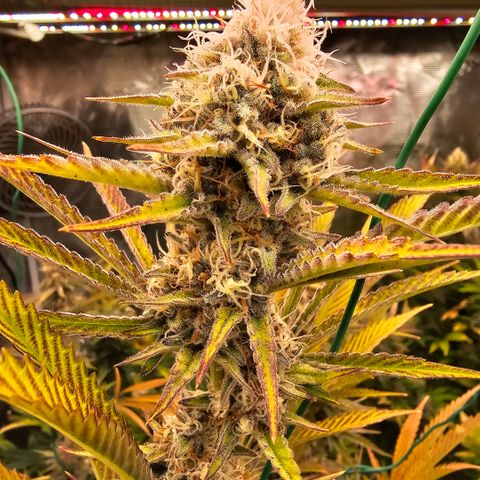 ICE growlog timeline photo