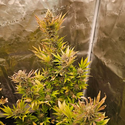 ICE growlog timeline photo