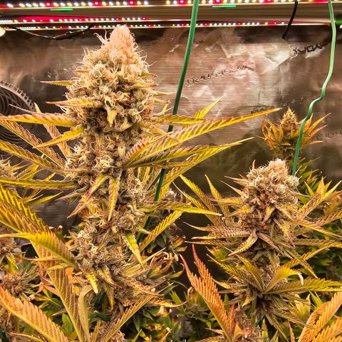 ICE growlog timeline photo