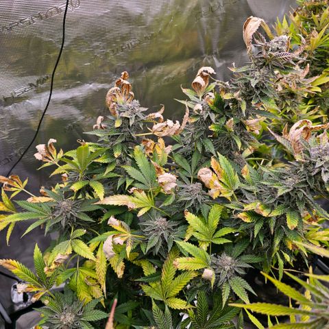 ICE growlog timeline photo