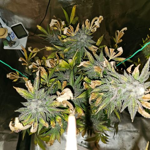 ICE growlog timeline photo