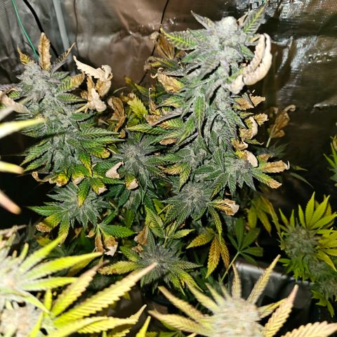 ICE growlog timeline photo