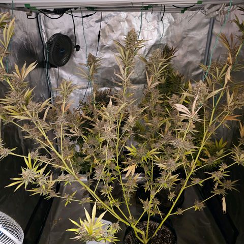 ICE growlog timeline photo