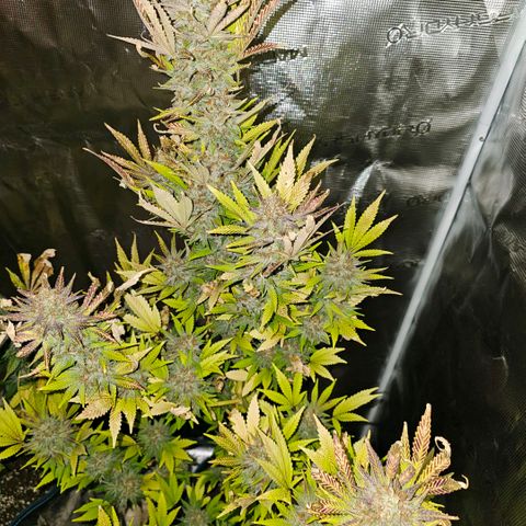 ICE growlog timeline photo