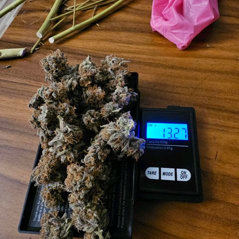 Lemon Haze  growlog timeline photo