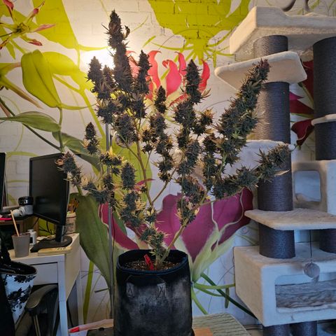 Betty growlog timeline photo