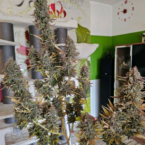 Betty growlog timeline photo