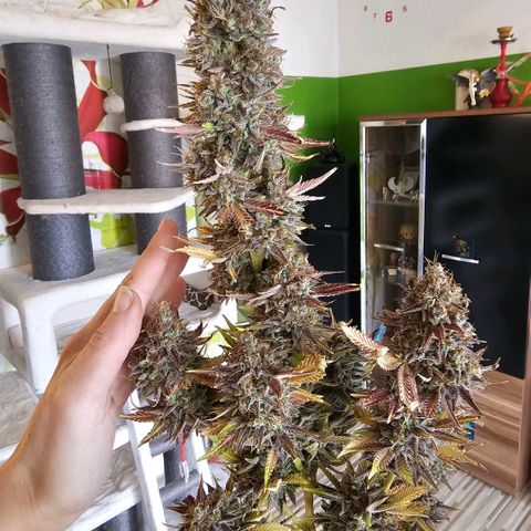 Betty growlog timeline photo