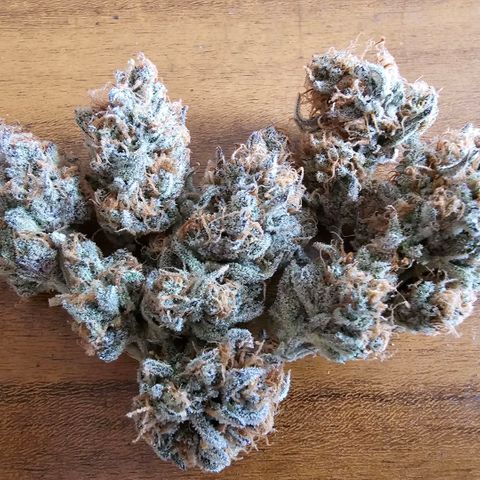 Lemon Haze  growlog timeline photo