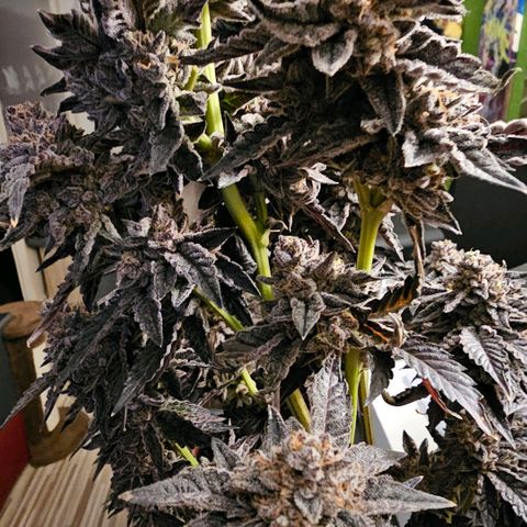 ICE growlog timeline photo