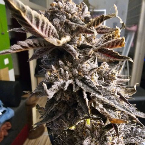 ICE growlog timeline photo